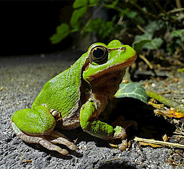Amphibienwanderung beendet – Die Stadt Puchheim dankt allen Helferinnen und Helfern