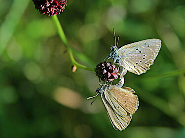 Zwei Wiesenknopf-Ameisenbläulinge sitzen auf der Blüte eines Großen Wiesenknopfes. Zwei Wiesenknopf-Ameisenbläulinge sitzen auf der Blüte eines Großen Wiesenknopfes.
