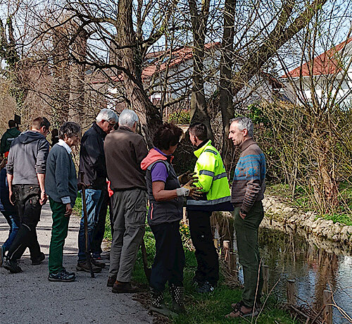 Erfolgreiche Aktion des Gartenbau- und Umweltamts am Gröbenbach – 30 Schwarzerlen am Weltwassertag gepflanzt