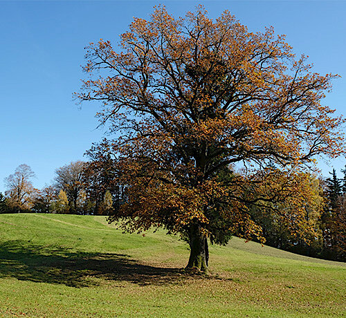 LBV Fürstenfeldbruck sucht Lieblingsbäume im Landkreis – Foto-Mitmach-Aktion: Welche Charakterbäume prägen unsere Region? 