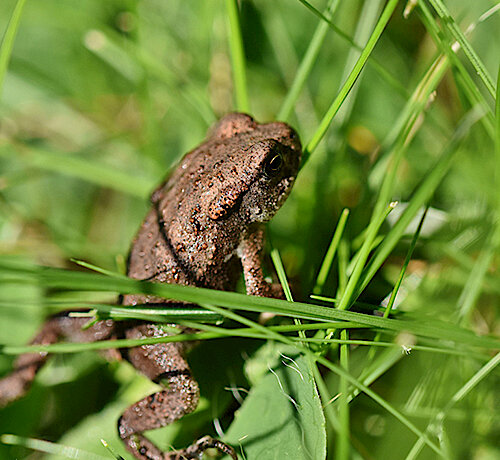 Achtung Krötenwanderung –  Straßensperrung schützt Amphibien und Sammler