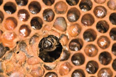Wildbiene in einer Bienenbeute