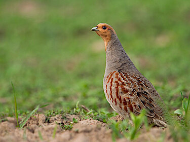 Nahaufnahme eines Rebhuhns auf einer Wiese