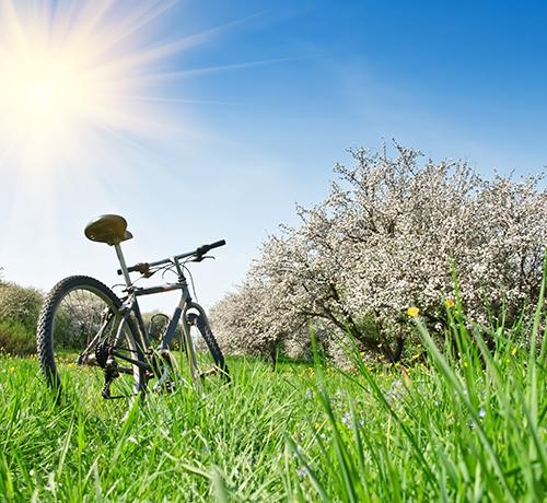 Naturdenkmal Welshofener Linde – Bürgermeister lädt Naturradler zur Umwelttour am 21. Juni ein